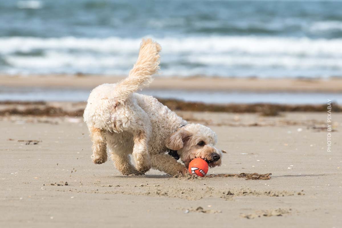 Un perro juega con una pelota en una playa justo en frente del mar.