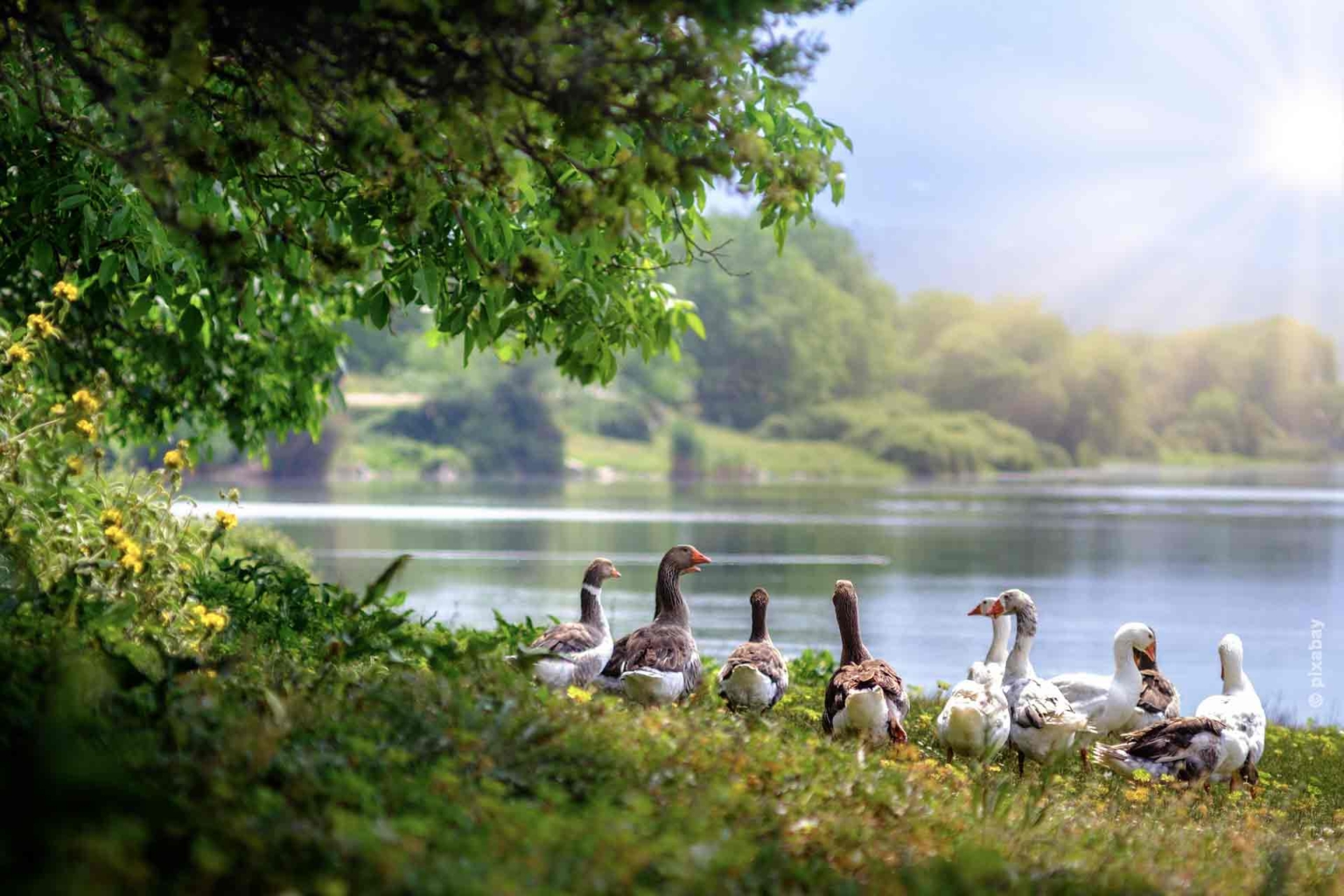 Una familia de patos está en el lago.